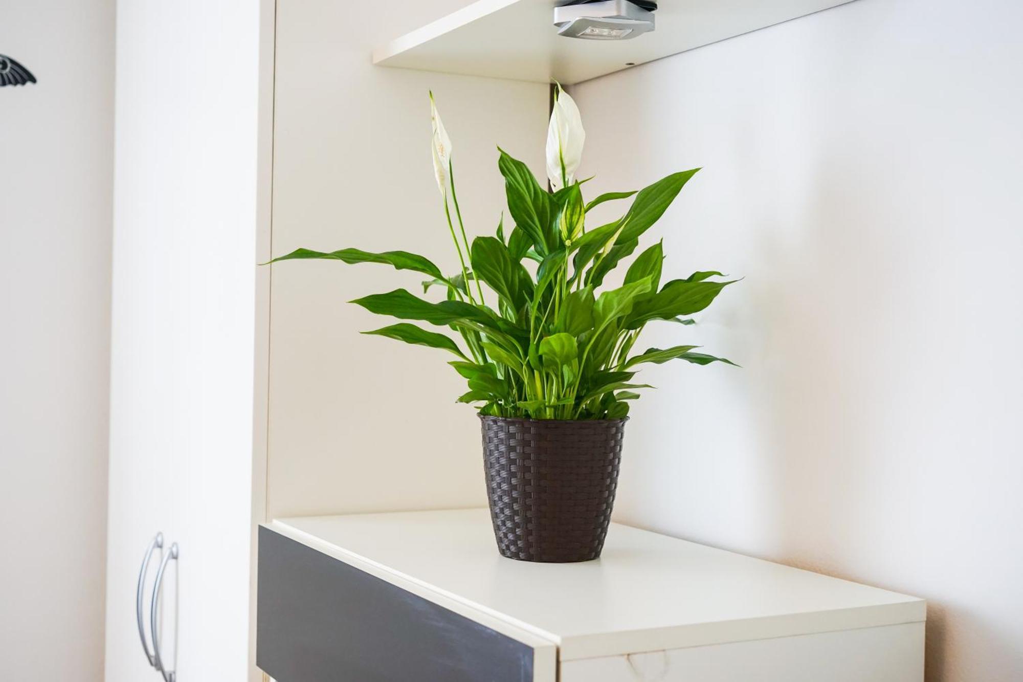 Floral Apartment زادار المظهر الخارجي الصورة